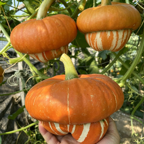 Censer Squash Seeds – Easy to Grow and Manage, Good Storage & Transport Tolerance, Both Ornamental and Edible