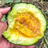 Sweet Mealy Black Skin Melon Seeds – Rare Variety, High Yield, Easy to Grow, Perfect Cooling Summer Treat for All Ages