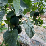 Sweet Mealy Black Skin Melon Seeds – Rare Variety, High Yield, Easy to Grow, Perfect Cooling Summer Treat for All Ages
