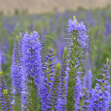 Hezhichun Spiked Speedwell Seeds | Perennial Blue Flower Spikes, Easy to Maintain for Landscape Planting