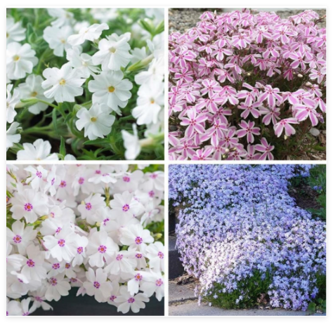 Creeping Phlox Seeds for Planting - Bright Phlox Seeds Creeping Perennial