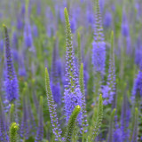 Hezhichun Spiked Speedwell Seeds | Perennial Blue Flower Spikes, Easy to Maintain for Landscape Planting