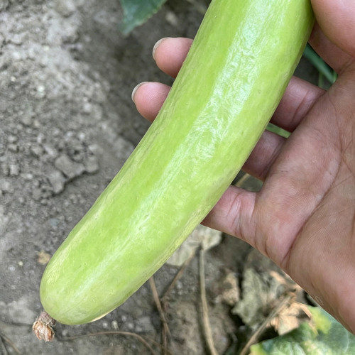 Crispy Jade Fruit Cucumber Seeds - High-Yield, Easy to Grow, Continuous Fruiting, Ideal for Home Gardening