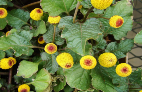 Paracress Seeds Medicinal Herb, Toothache Plant, Tracking Included, Herbal