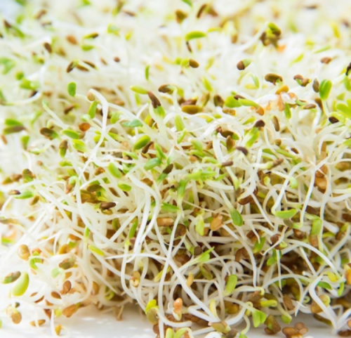 Alfalfa Sprouting Seeds | Non-GMO | Organic