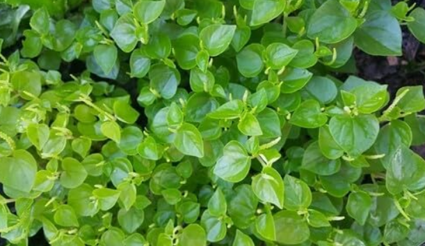 Hat Cang Cua - peperomia pellucida, Krasang Teap Seeds