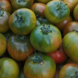 Sweet Heart Fruit Tomato Seeds - Early Maturing, Indeterminate, High Yielding, Disease Resistant, Rich Flavor