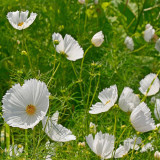 Hezhichun Cosmos bipinnatus 'Cupcakes White' Seeds – Cup-Shaped Annual Flower, Unique White Blooms, Heat & Drought Tolerant