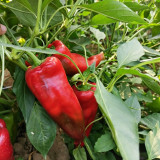 Premium Spicy Red Pickled Pepper Seeds – Early to Mid-Maturity, High-Yield, Disease-Resistant, Multi-Purpose