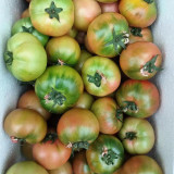 Sweet Heart Fruit Tomato Seeds - Early Maturing, Indeterminate, High Yielding, Disease Resistant, Rich Flavor