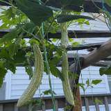 Chang Cui Yu Slender Bitter Melon Seeds - Easy to Grow, High Yielding, Long Growing Season, Suitable for All Gardeners
