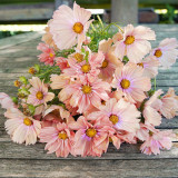Hezhichun Cosmos bipinnatus 'Apricotta' Seeds – Annual Flower with Apricot-Pink Gradient, Occasional Double Blooms