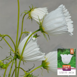 Hezhichun Cosmos bipinnatus 'Cupcakes White' Seeds – Cup-Shaped Annual Flower, Unique White Blooms, Heat & Drought Tolerant