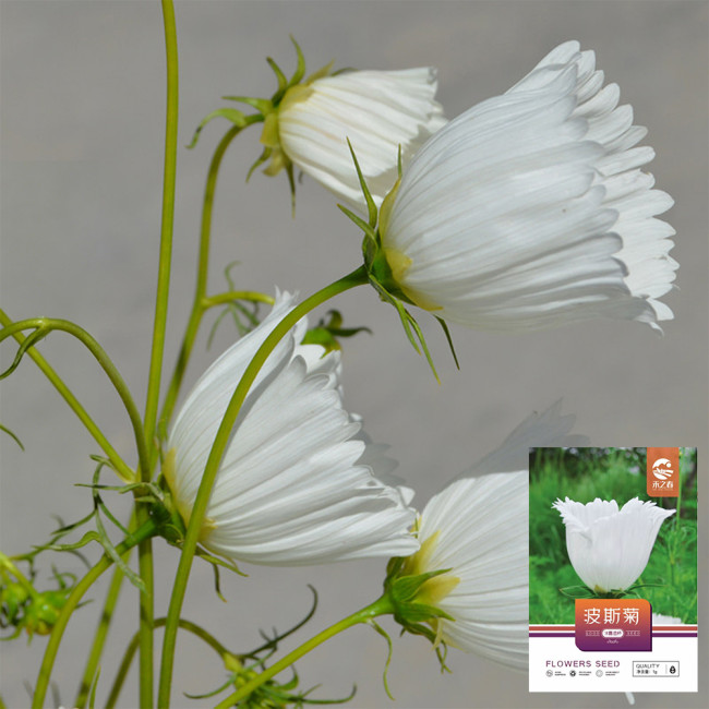 Hezhichun Cosmos bipinnatus 'Cupcakes White' Seeds – Cup-Shaped Annual Flower, Unique White Blooms, Heat & Drought Tolerant