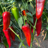 Premium Spicy Red Pickled Pepper Seeds – Early to Mid-Maturity, High-Yield, Disease-Resistant, Multi-Purpose