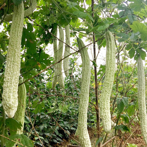 Chang Cui Yu Slender Bitter Melon Seeds - Easy to Grow, High Yielding, Long Growing Season, Suitable for All Gardeners