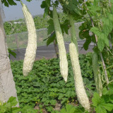 Chang Cui Yu Slender Bitter Melon Seeds - Easy to Grow, High Yielding, Long Growing Season, Suitable for All Gardeners