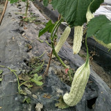 Chang Cui Yu Slender Bitter Melon Seeds - Easy to Grow, High Yielding, Long Growing Season, Suitable for All Gardeners