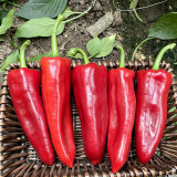 Premium Spicy Red Pickled Pepper Seeds – Early to Mid-Maturity, High-Yield, Disease-Resistant, Multi-Purpose