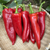 Premium Spicy Red Pickled Pepper Seeds – Early to Mid-Maturity, High-Yield, Disease-Resistant, Multi-Purpose
