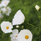 Hezhichun Cosmos bipinnatus 'Cupcakes White' Seeds – Cup-Shaped Annual Flower, Unique White Blooms, Heat & Drought Tolerant