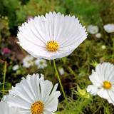 Hezhichun Cosmos bipinnatus 'Cupcakes White' Seeds – Cup-Shaped Annual Flower, Unique White Blooms, Heat & Drought Tolerant