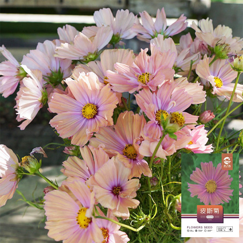 Hezhichun Cosmos bipinnatus 'Apricotta' Seeds – Annual Flower with Apricot-Pink Gradient, Occasional Double Blooms