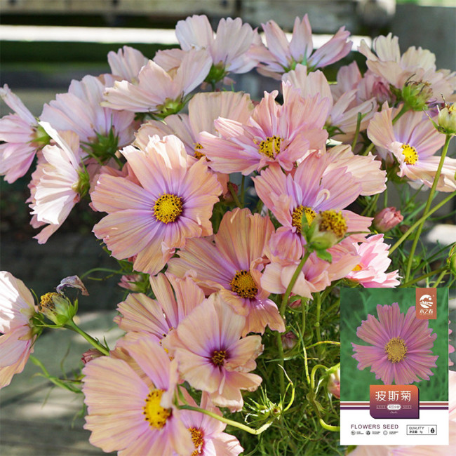 Hezhichun Cosmos bipinnatus 'Apricotta' Seeds – Annual Flower with Apricot-Pink Gradient, Occasional Double Blooms