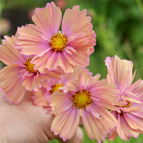 Hezhichun Cosmos bipinnatus 'Apricotta' Seeds – Annual Flower with Apricot-Pink Gradient, Occasional Double Blooms