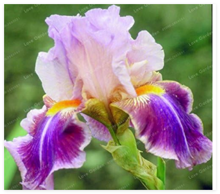Rare Iris Seed Heirloom Iris Tectorum Perennial Flower (Color: 14)