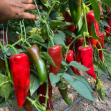 Premium Spicy Red Pickled Pepper Seeds – Early to Mid-Maturity, High-Yield, Disease-Resistant, Multi-Purpose