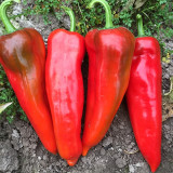 Premium Spicy Red Pickled Pepper Seeds – Early to Mid-Maturity, High-Yield, Disease-Resistant, Multi-Purpose