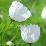 Hezhichun Cosmos bipinnatus 'Cupcakes White' Seeds – Cup-Shaped Annual Flower, Unique White Blooms, Heat & Drought Tolerant