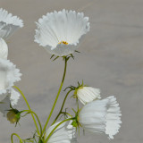 Hezhichun Cosmos bipinnatus 'Cupcakes White' Seeds – Cup-Shaped Annual Flower, Unique White Blooms, Heat & Drought Tolerant