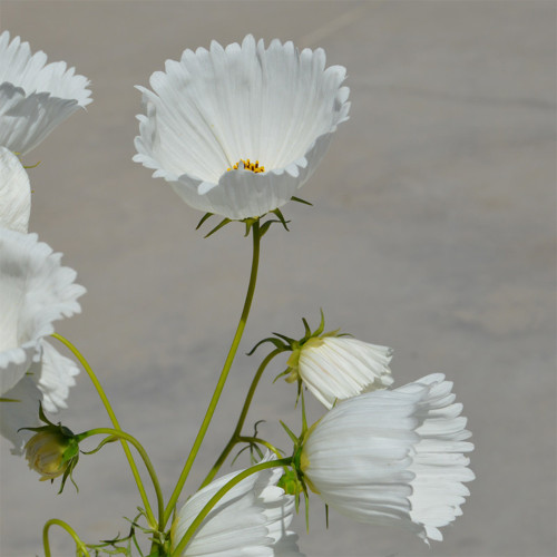 Hezhichun Cosmos bipinnatus 'Cupcakes White' Seeds – Cup-Shaped Annual Flower, Unique White Blooms, Heat & Drought Tolerant
