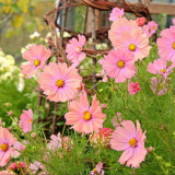 Hezhichun Cosmos bipinnatus 'Apricotta' Seeds – Annual Flower with Apricot-Pink Gradient, Occasional Double Blooms