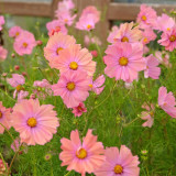 Hezhichun Cosmos bipinnatus 'Apricotta' Seeds – Annual Flower with Apricot-Pink Gradient, Occasional Double Blooms