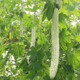 Chang Cui Yu Slender Bitter Melon Seeds - Easy to Grow, High Yielding, Long Growing Season, Suitable for All Gardeners