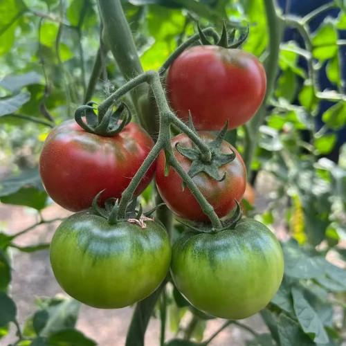 Sweet Heart Fruit Tomato Seeds - Early Maturing, Indeterminate, High Yielding, Disease Resistant, Rich Flavor