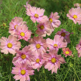 Hezhichun Cosmos bipinnatus 'Apricotta' Seeds – Annual Flower with Apricot-Pink Gradient, Occasional Double Blooms