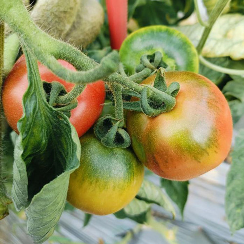 Sweet Heart Fruit Tomato Seeds - Early Maturing, Indeterminate, High Yielding, Disease Resistant, Rich Flavor