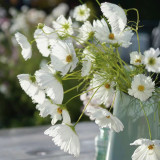 Hezhichun Cosmos bipinnatus 'Cupcakes White' Seeds – Cup-Shaped Annual Flower, Unique White Blooms, Heat & Drought Tolerant