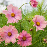 Hezhichun Cosmos bipinnatus 'Apricotta' Seeds – Annual Flower with Apricot-Pink Gradient, Occasional Double Blooms