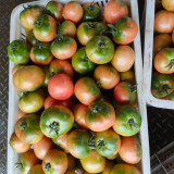 Sweet Heart Fruit Tomato Seeds - Early Maturing, Indeterminate, High Yielding, Disease Resistant, Rich Flavor