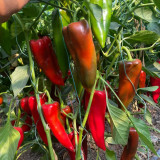 Premium Spicy Red Pickled Pepper Seeds – Early to Mid-Maturity, High-Yield, Disease-Resistant, Multi-Purpose