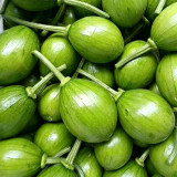 Mini Elf Pumpkin Seeds – High-quality early-maturity variety, high-yielding, strong resistance, easy to grow