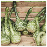 Dipper Gourd Seeds. Organic