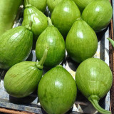 Mini Elf Pumpkin Seeds – High-quality early-maturity variety, high-yielding, strong resistance, easy to grow