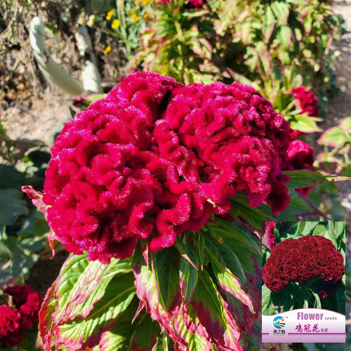 Hezhichun Red Cockscomb Seeds | Celosia cristata | Fan-Shaped Annual Plant for Borders Cut & Dried Flowers