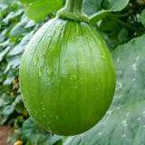 Mini Elf Pumpkin Seeds – High-quality early-maturity variety, high-yielding, strong resistance, easy to grow